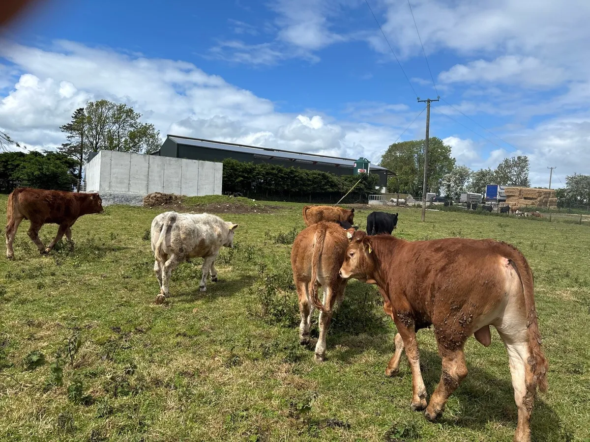 12 super 320 kg limousin bullocks - Image 1