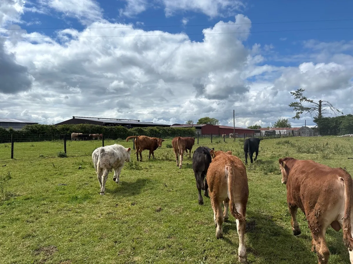 12 super 320 kg limousin bullocks - Image 2