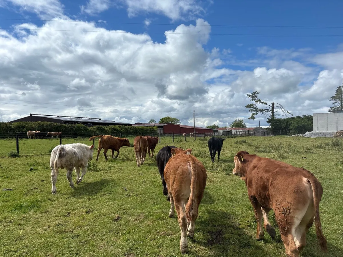 12 super 320 kg limousin bullocks - Image 3