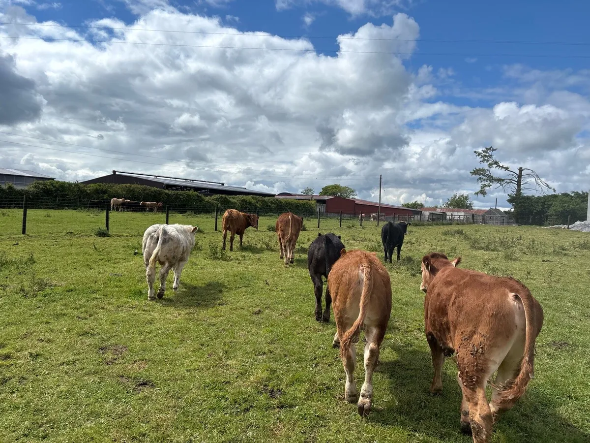 12 super 320 kg limousin bullocks - Image 4