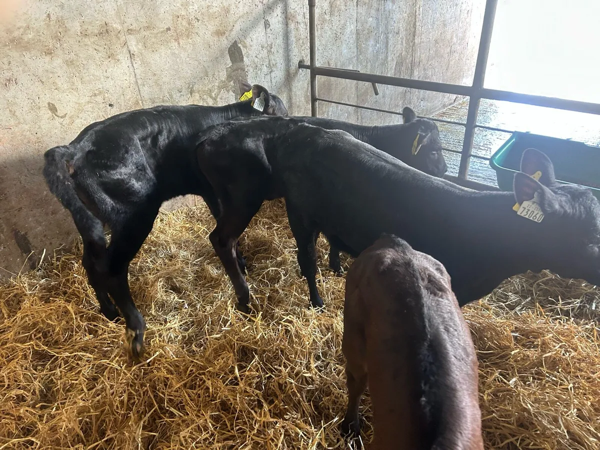 AA heifer calves - Image 2