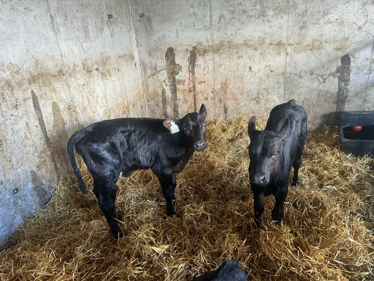 AA heifer calves - Image 3