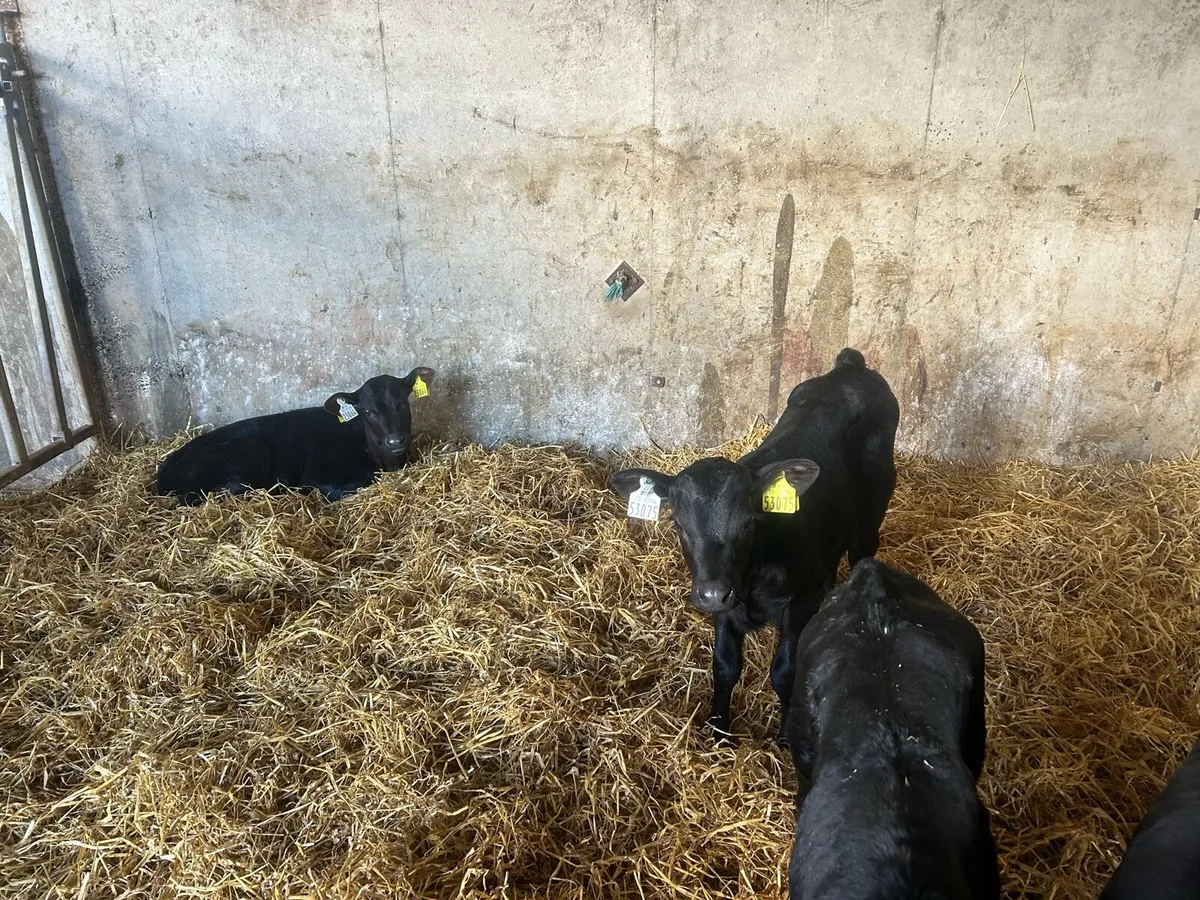 AA heifer calves - Image 4