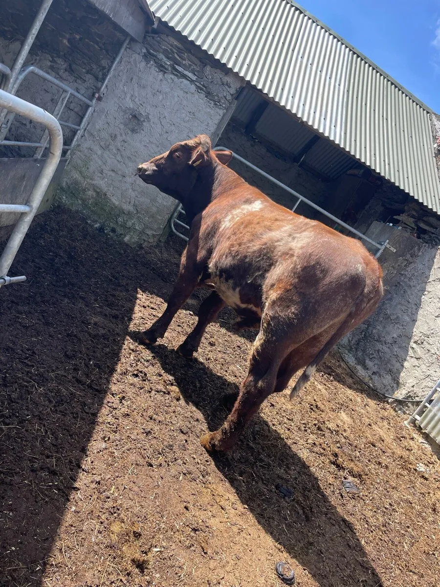 Shorthorn bull - Image 1