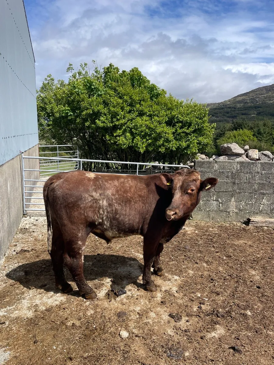 Shorthorn bull - Image 2