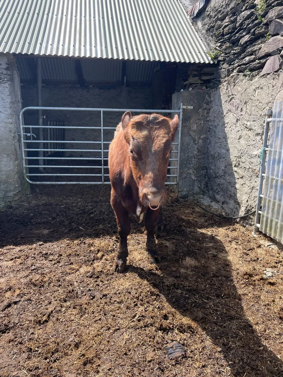 Shorthorn bull - Image 3