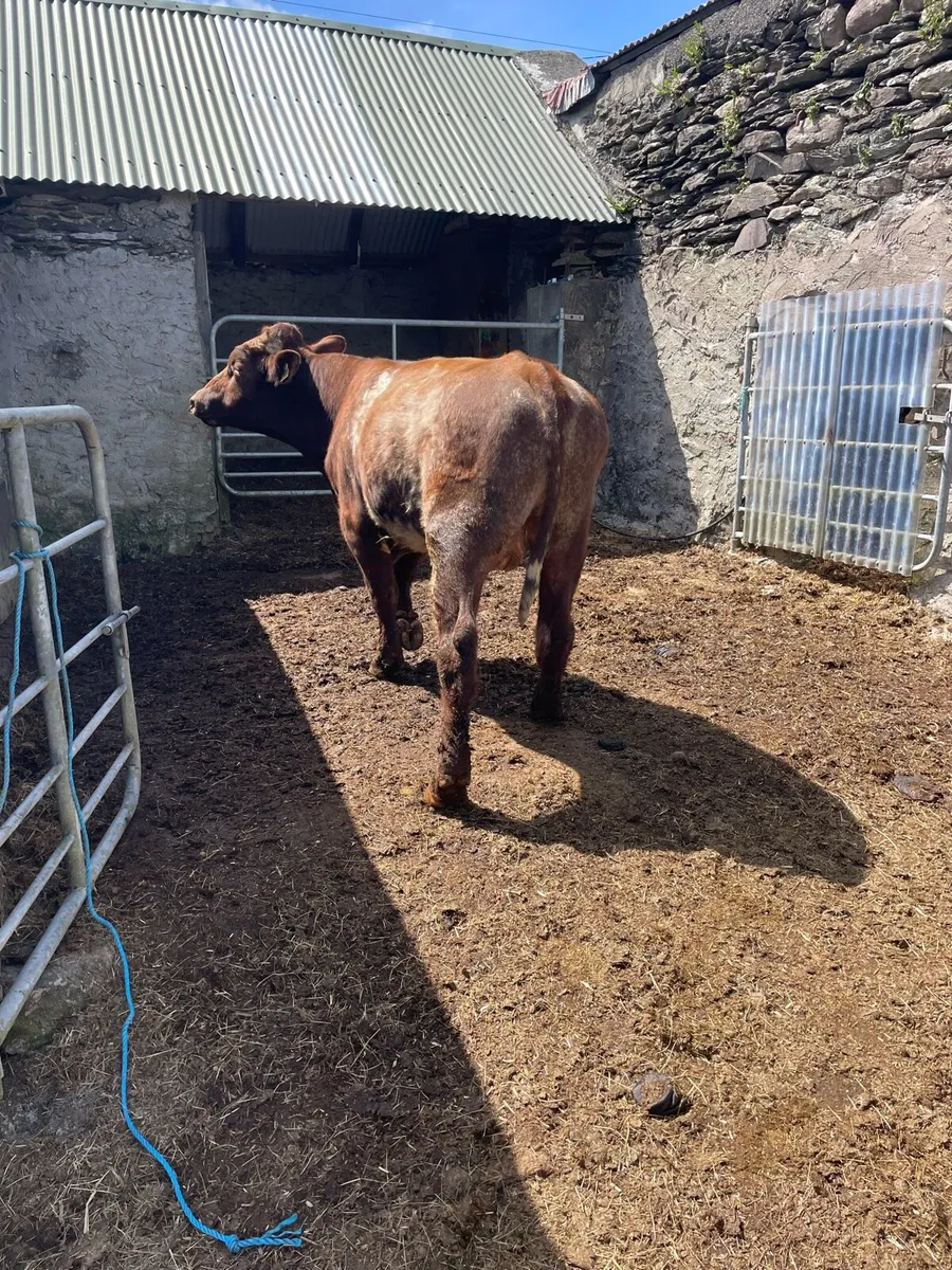 Shorthorn bull - Image 4