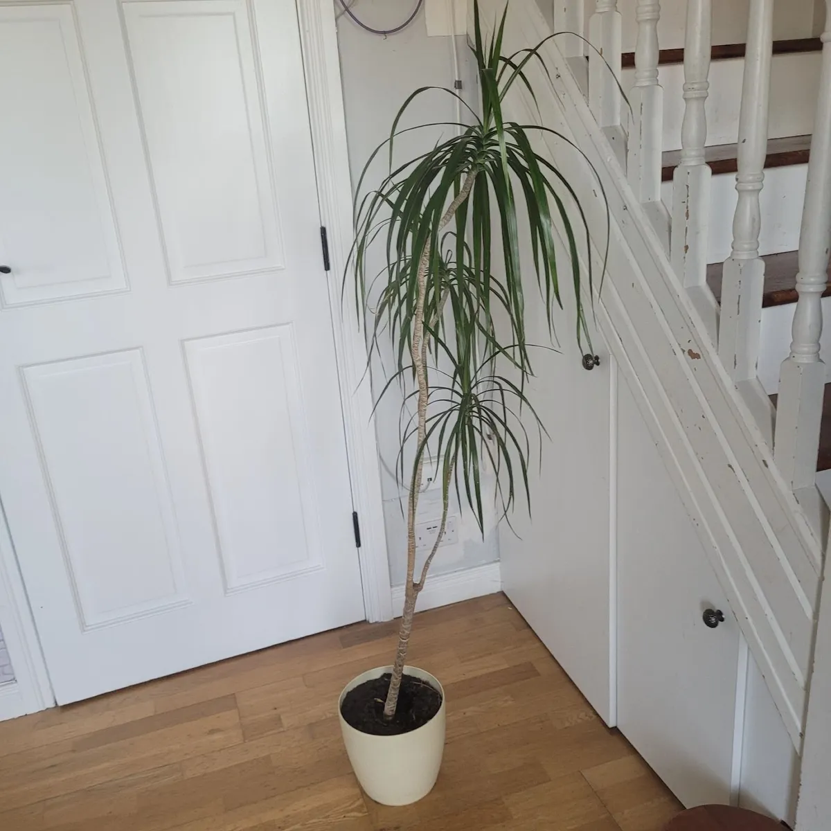 Dracaena (Dragon Tree) - Image 1
