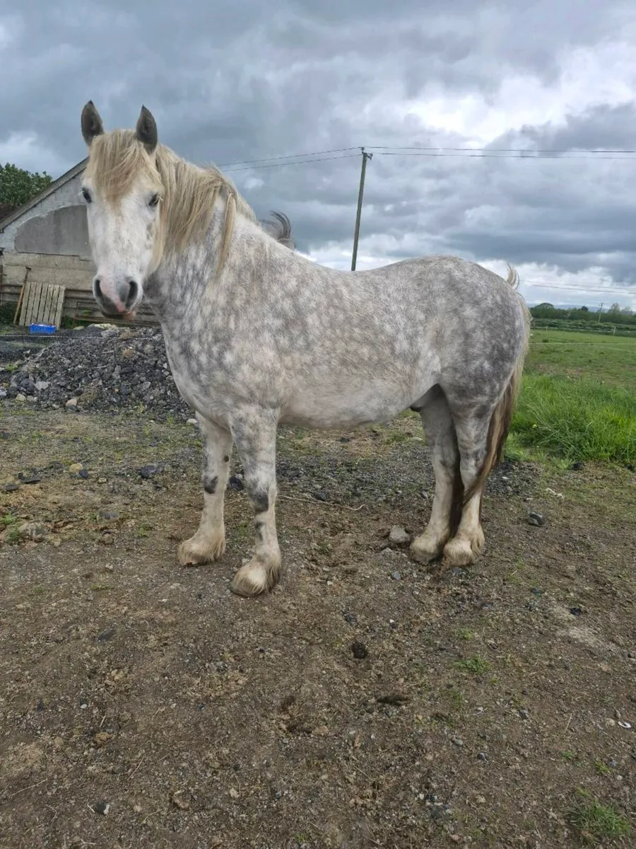 Heavy cob 15hh - Image 1