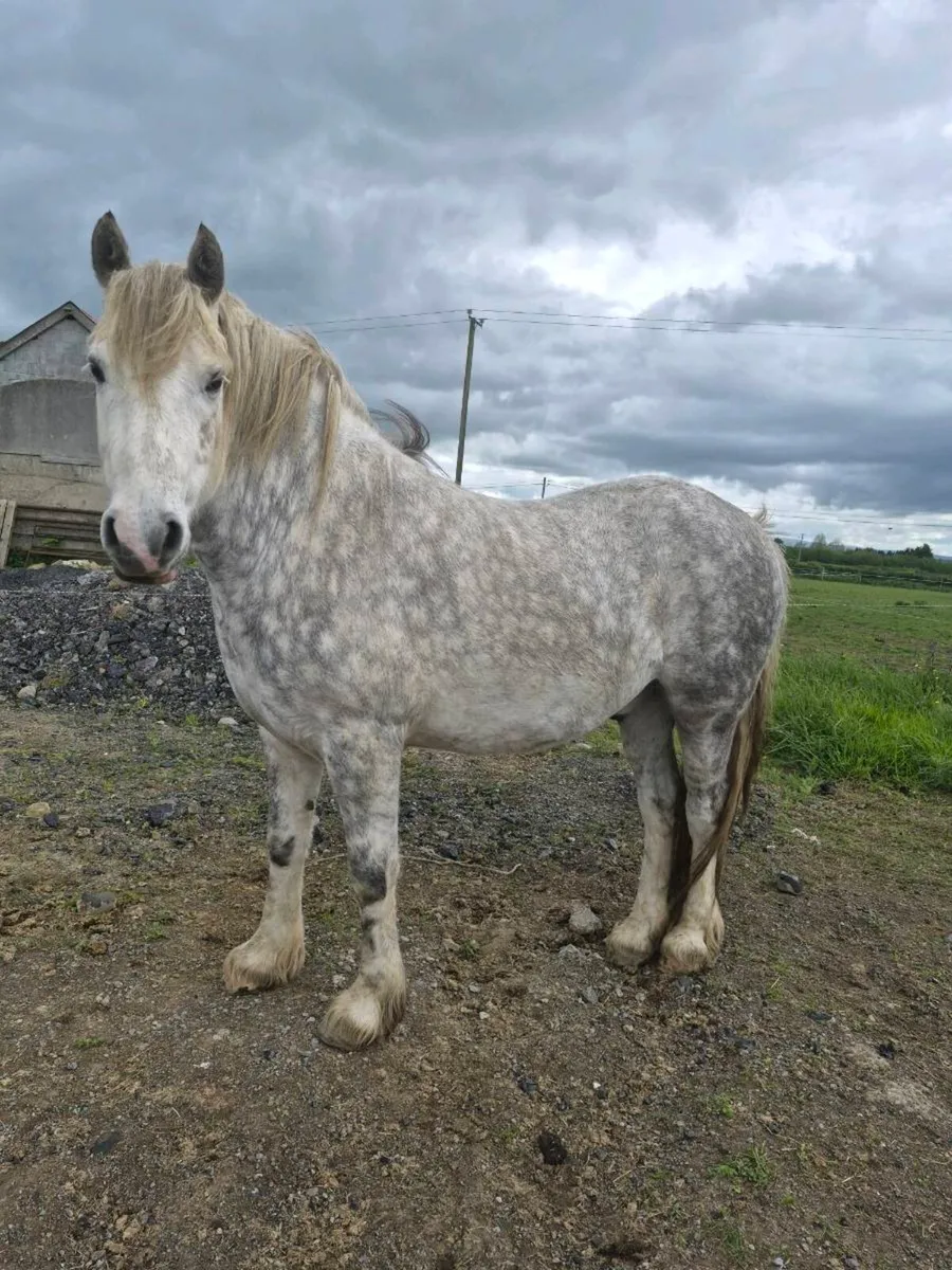 Heavy cob 15hh - Image 2