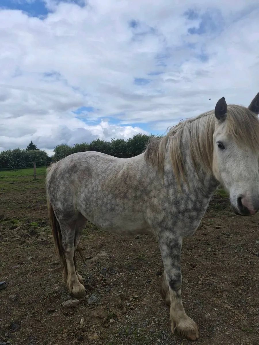 Heavy cob 15hh - Image 3