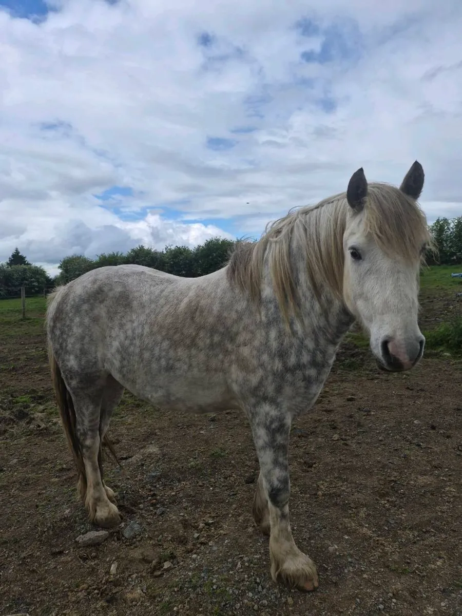 Heavy cob 15hh - Image 4