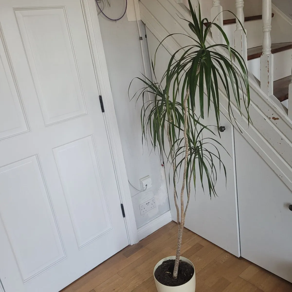 Dracaena (Dragon Tree) - Image 3