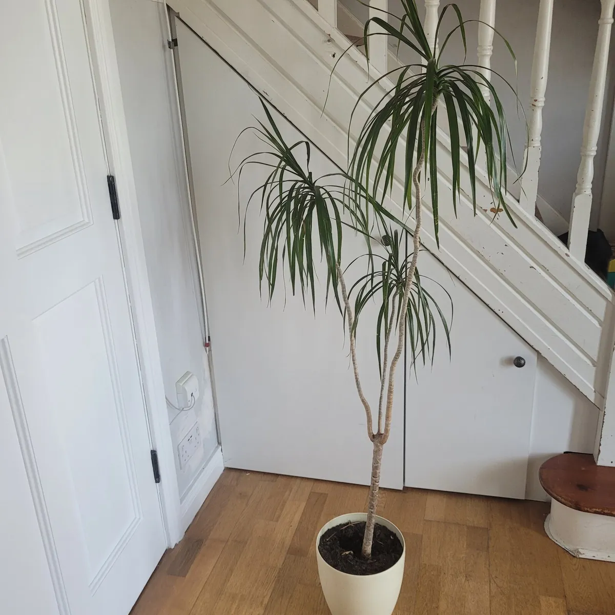 Dracaena (Dragon Tree) - Image 4