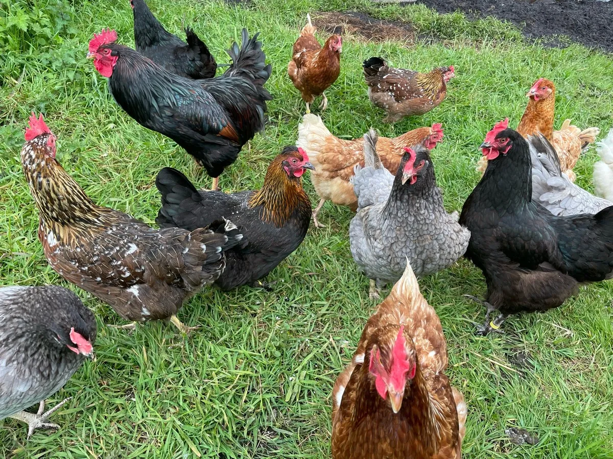 Hatching Eggs (Standard and Polish Hens) - Image 3