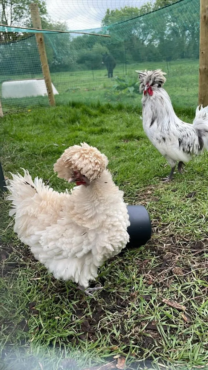 Hatching Eggs (Standard and Polish Hens) - Image 4