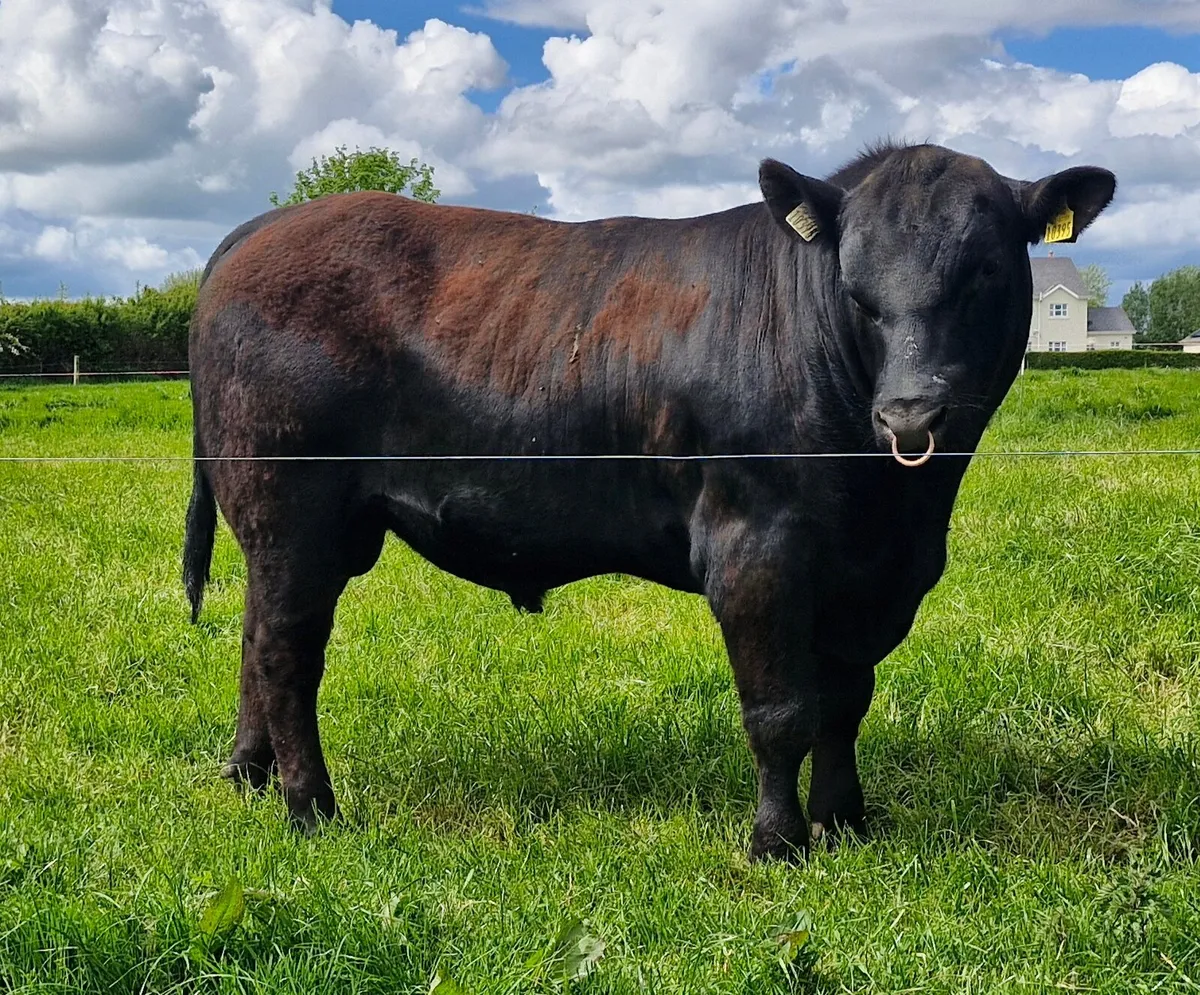 Pedigree Angus Bull - Image 1