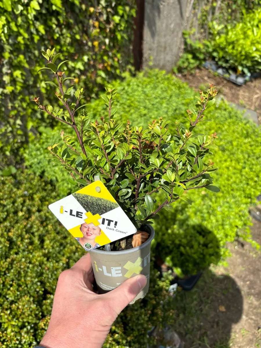 Ilex crenata hedging - Image 2