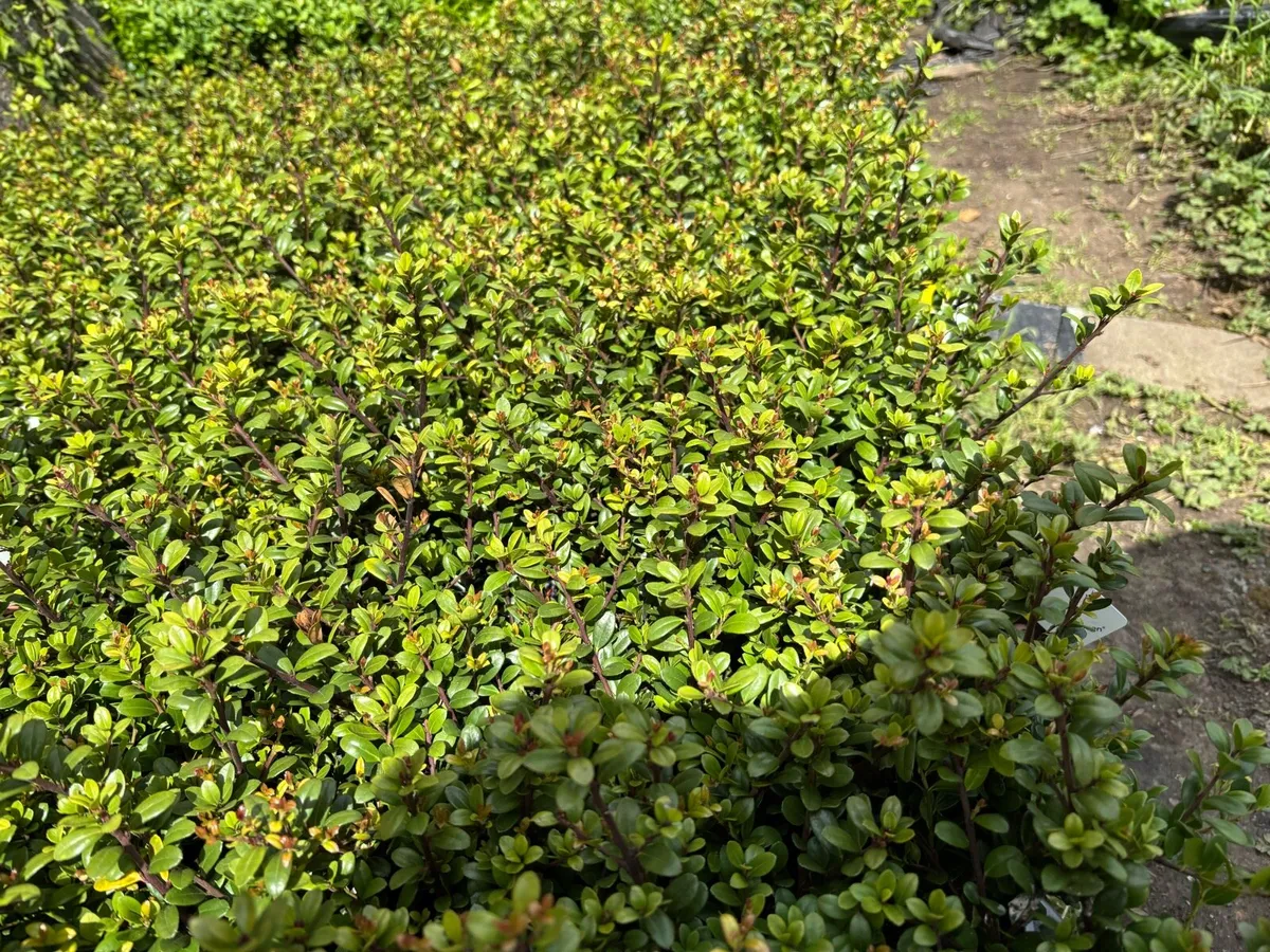 Ilex crenata hedging - Image 4