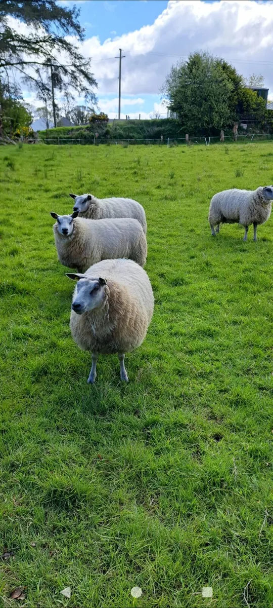 Hoggets - Image 3