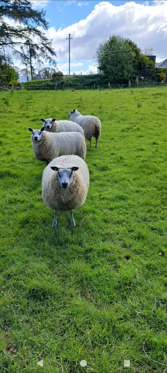 Hoggets - Image 4