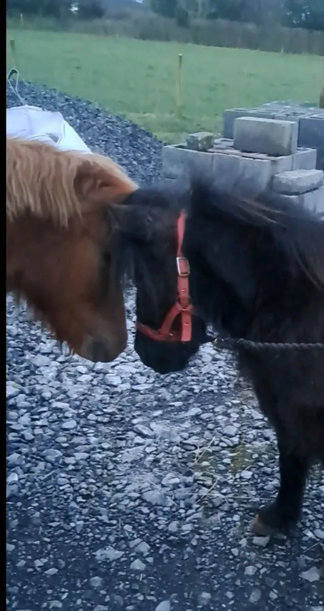 Pony - Image 1