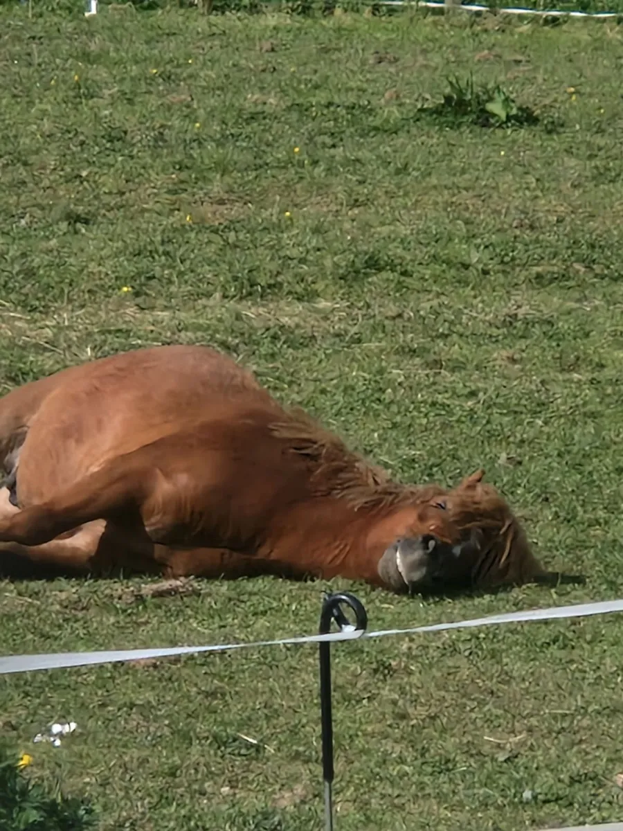Pony - Image 3
