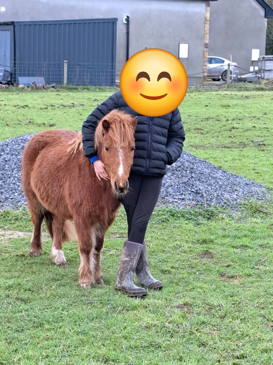 Pony - Image 4