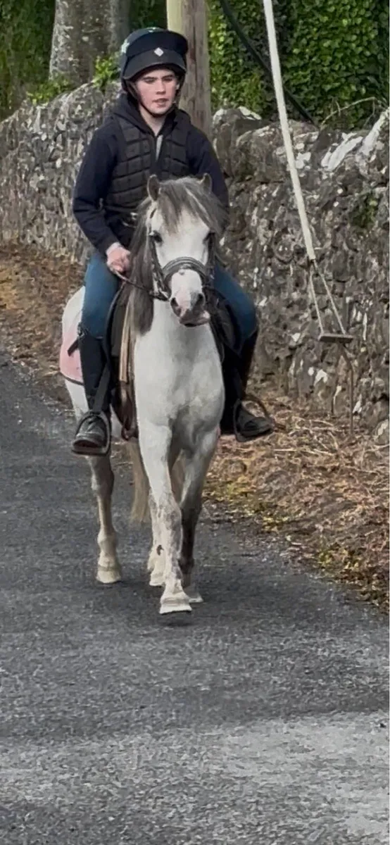 STUNNING WELSH -X YOUNG PONY - Image 2
