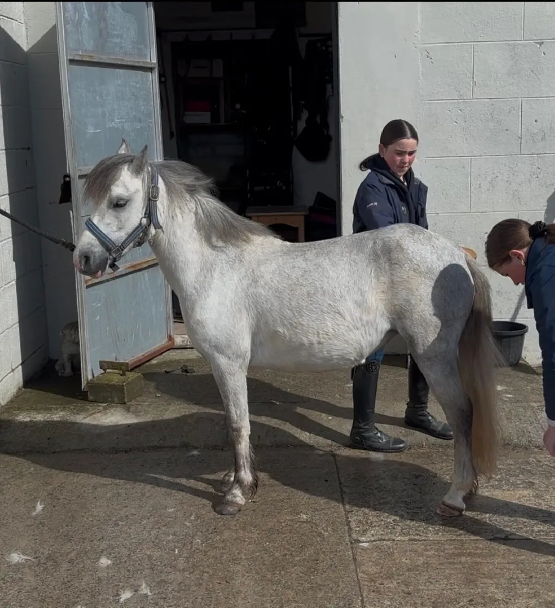 STUNNING WELSH -X YOUNG PONY - Image 1