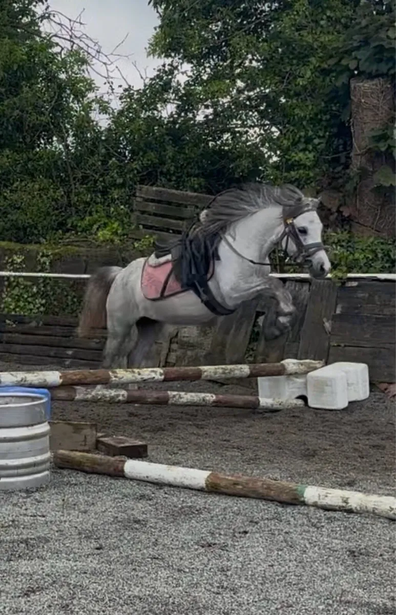 STUNNING WELSH -X YOUNG PONY - Image 3