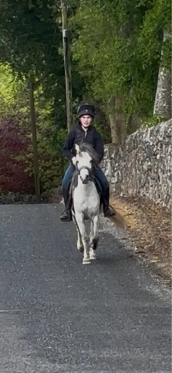STUNNING WELSH -X YOUNG PONY - Image 4