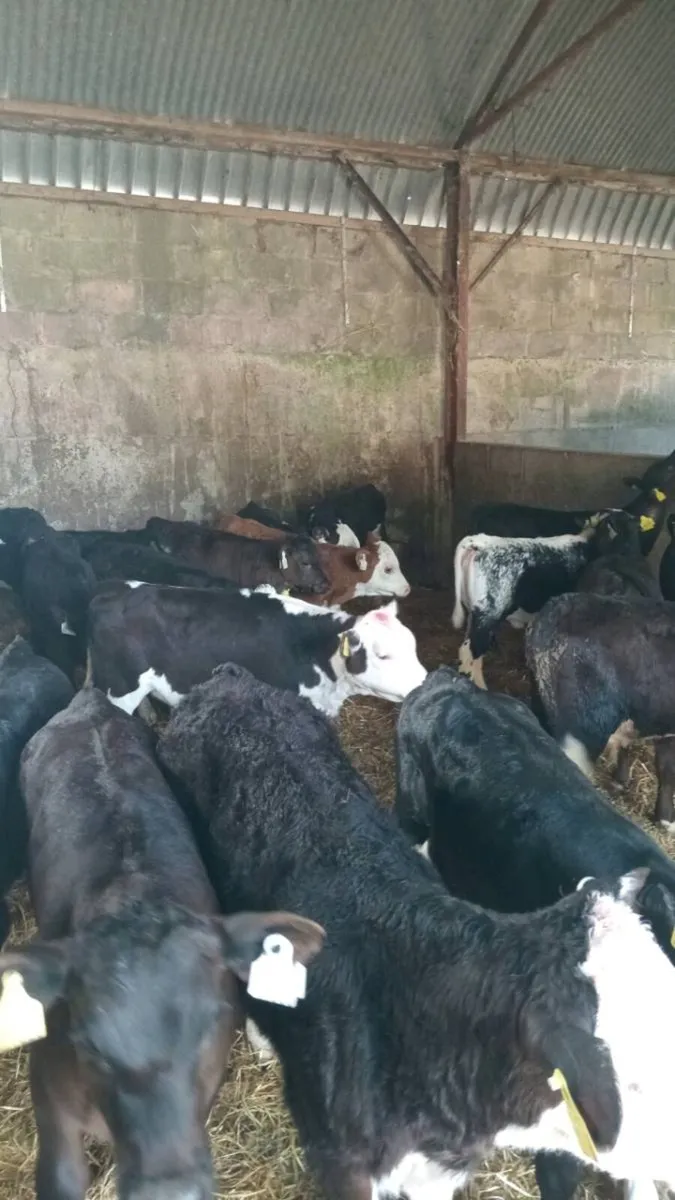 20 super quality GRASS CALVES - Image 1