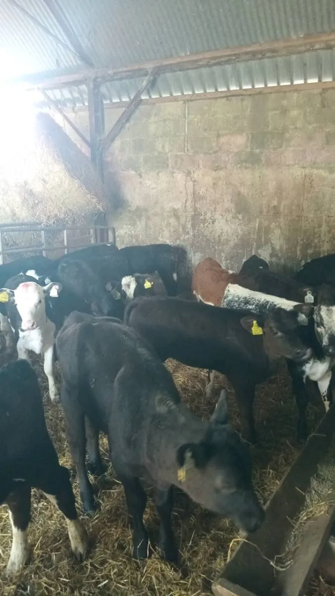 20 super quality GRASS CALVES - Image 3