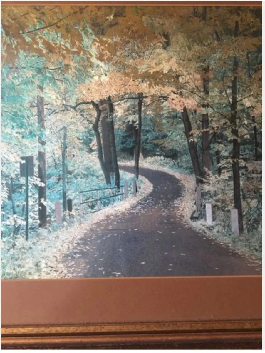 Picture of entrance to forest - Image 2