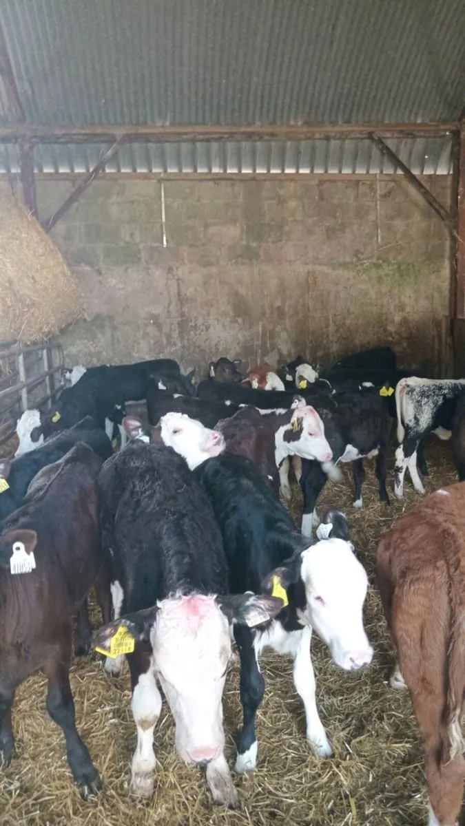 20 super quality GRASS CALVES - Image 2
