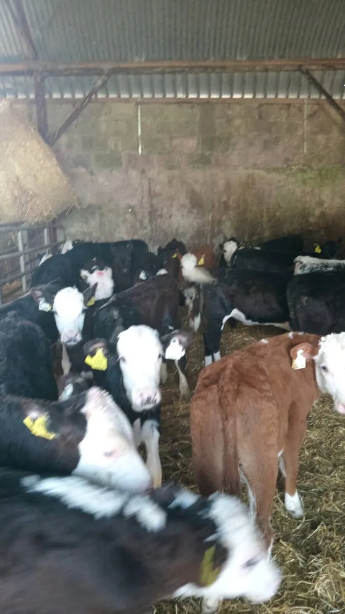 20 super quality GRASS CALVES - Image 4