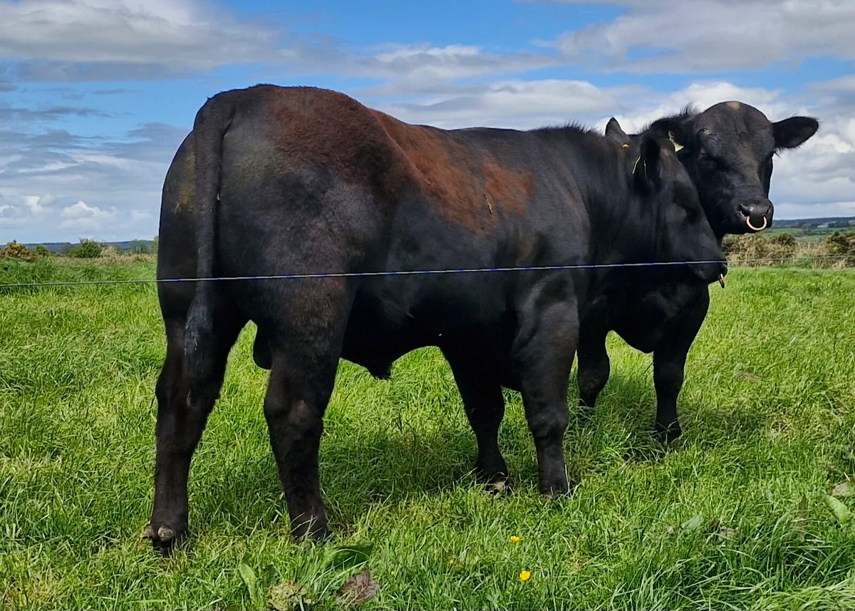 Pedigree Angus Bull - Image 4