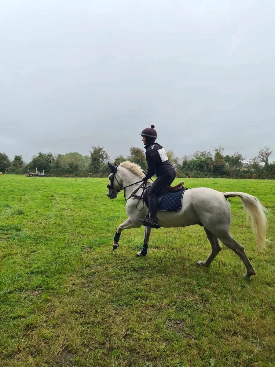 14.2 Connemara gelding - Image 2