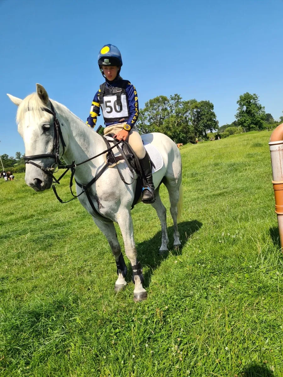14.2 Connemara gelding - Image 3