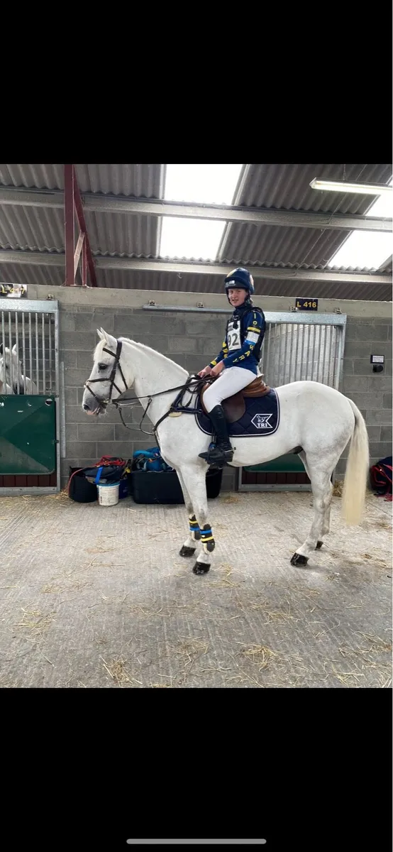 14.2 Connemara gelding - Image 1