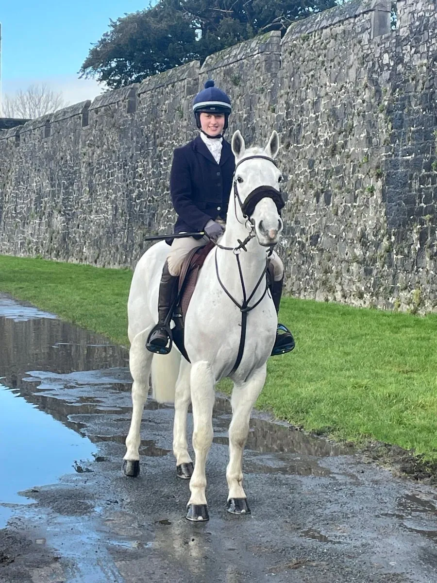 14.2 Connemara gelding - Image 4
