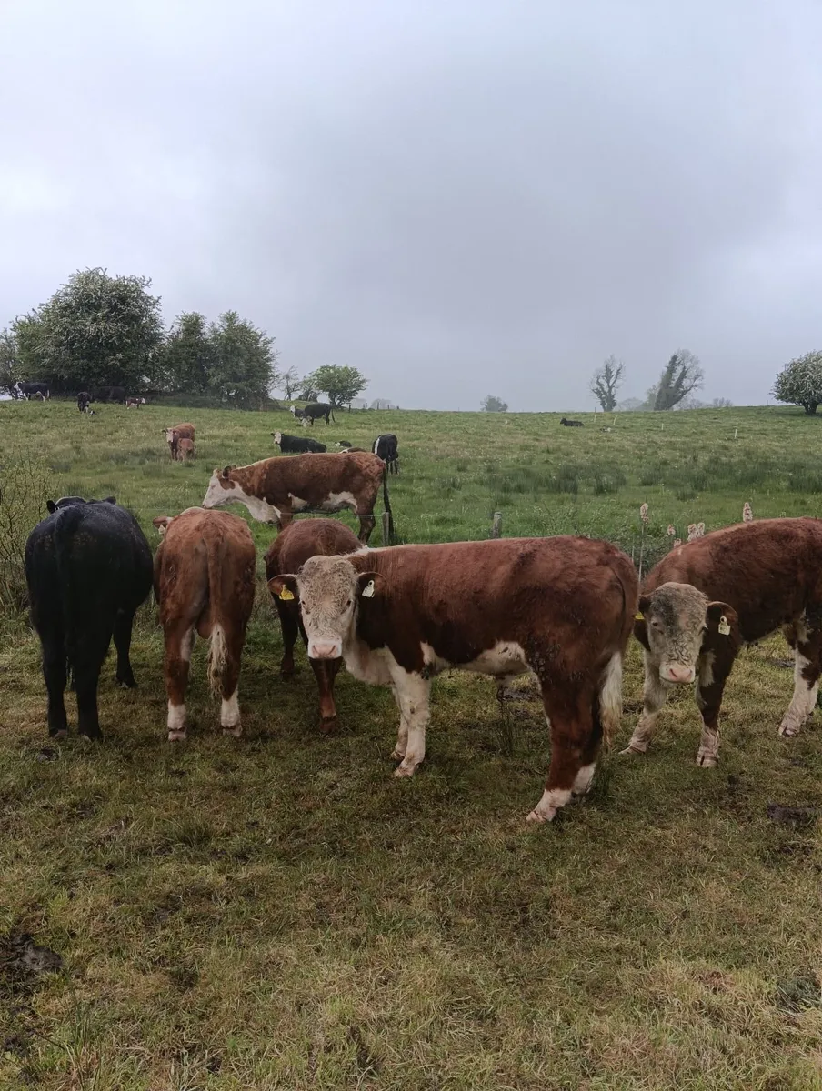 Hereford bulls and limousine beef cow - Image 2