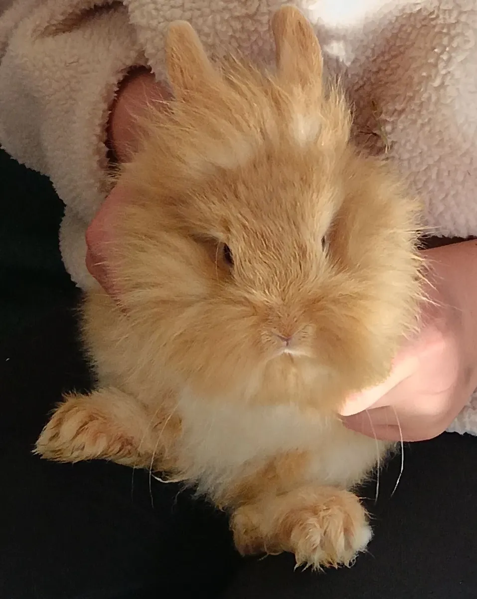 1 x male Rabbit  Double Lionhead x Mini Lop - Image 4