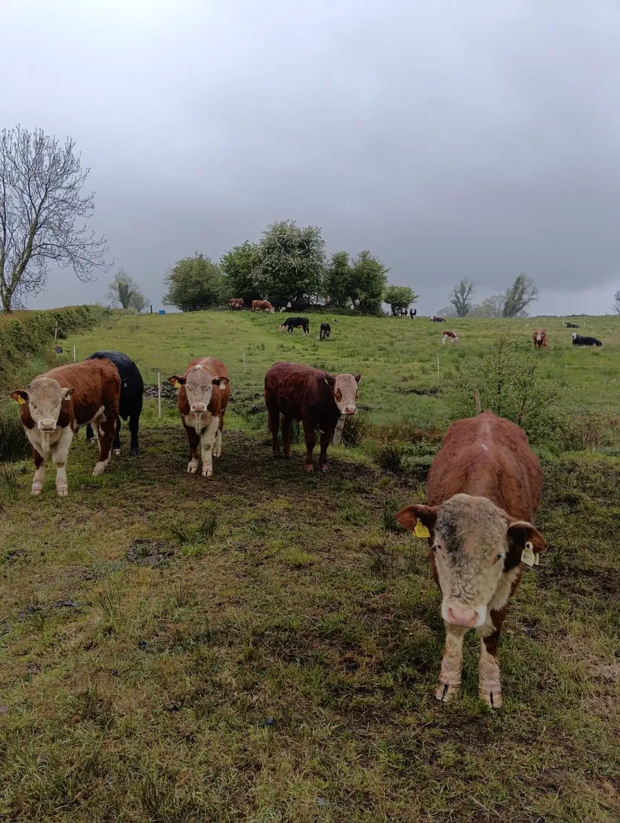 Hereford bulls and limousine beef cow - Image 3