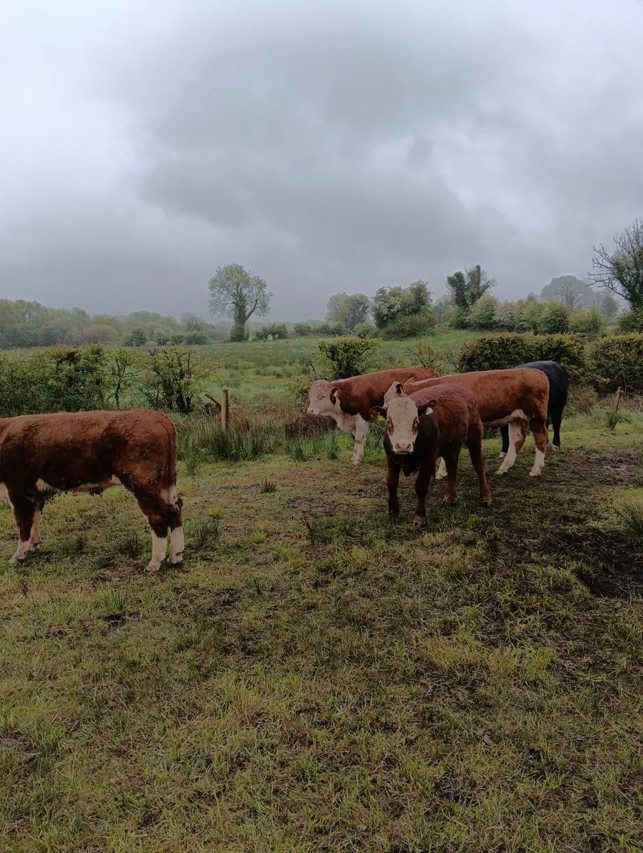 Hereford bulls and limousine beef cow - Image 4