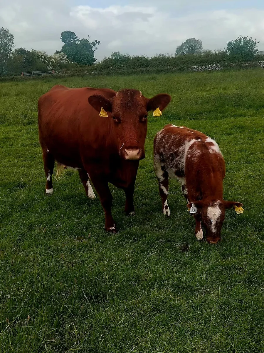 Cow & Calf - Image 1