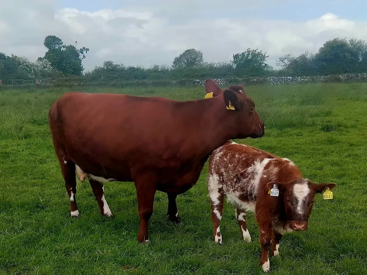 Cow & Calf - Image 2