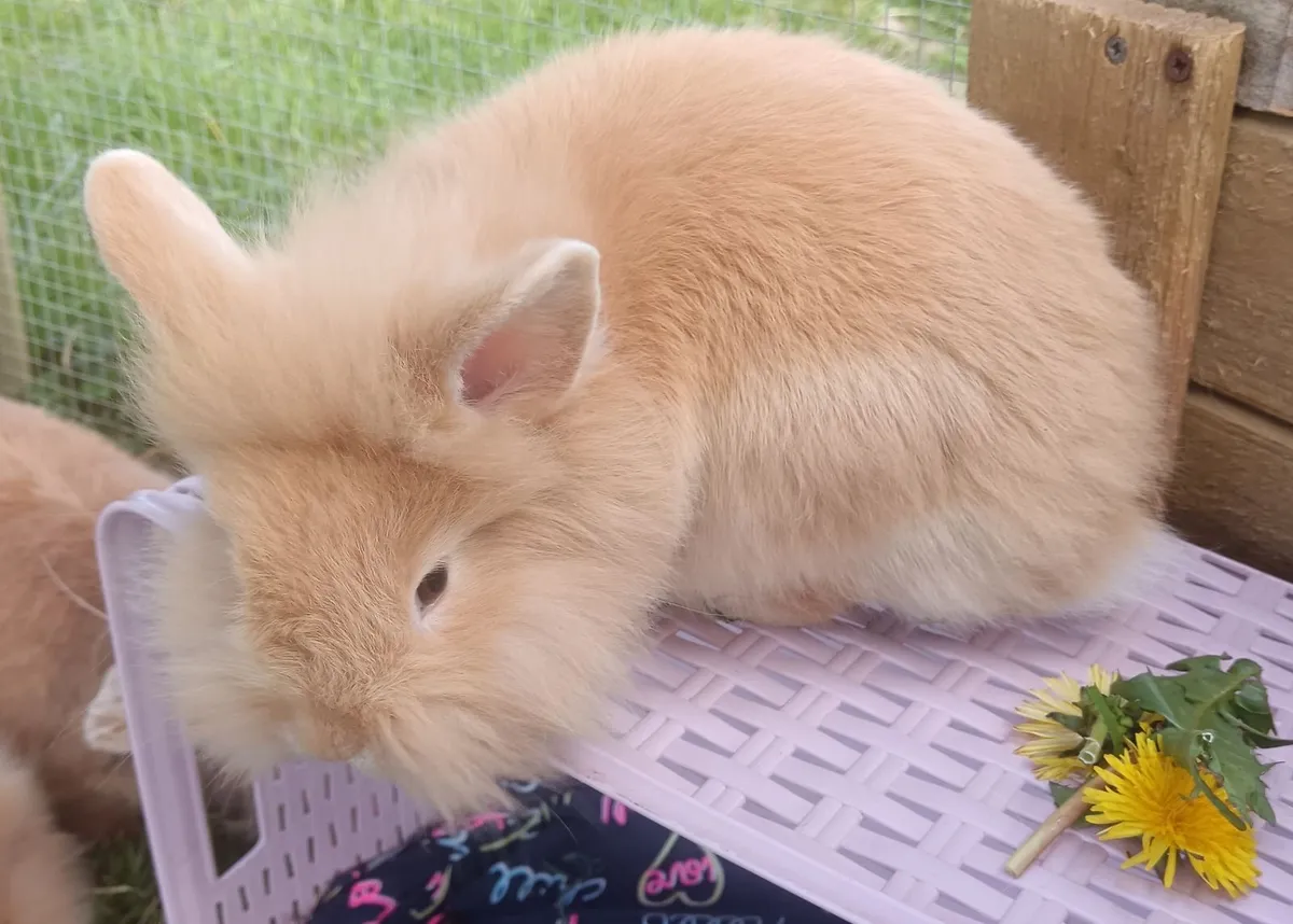 1 x male Rabbit  Double Lionhead x Mini Lop - Image 2