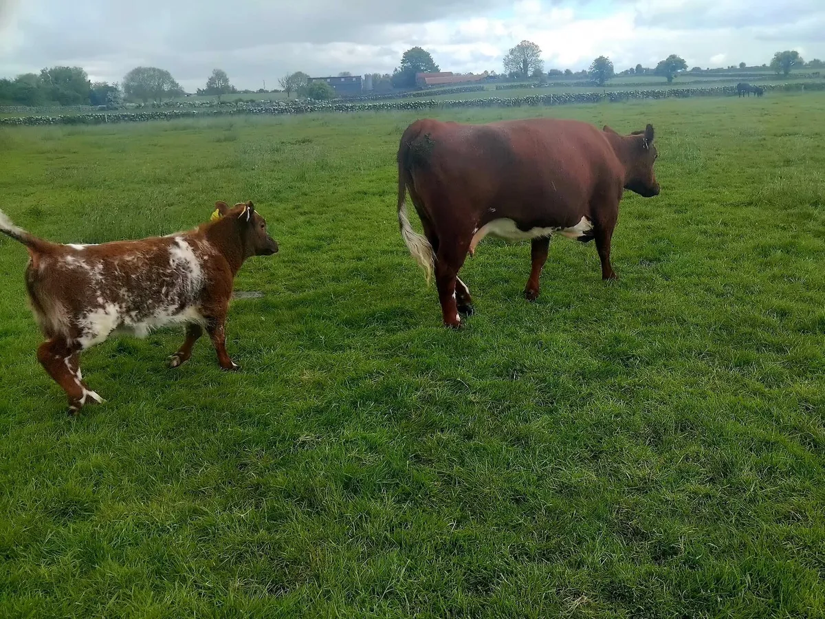 Cow & Calf - Image 3